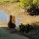 Illustration for article titled Parts fabrication and baby ducks